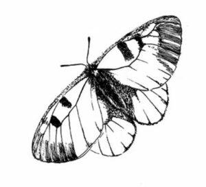 metulj